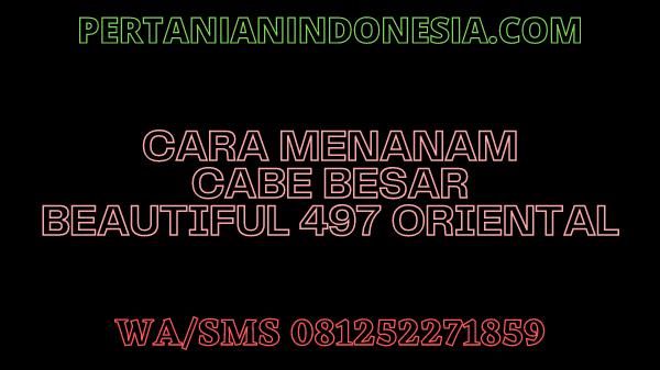 Cara Menanam Cabe Besar Beautiful 497 Oriental